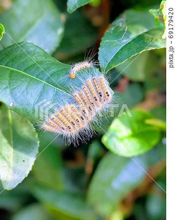 お茶の木に寄生するチャドクガの幼虫の写真素材