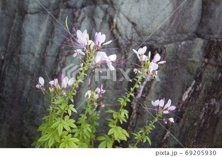 花 植物 おいらん草の写真素材