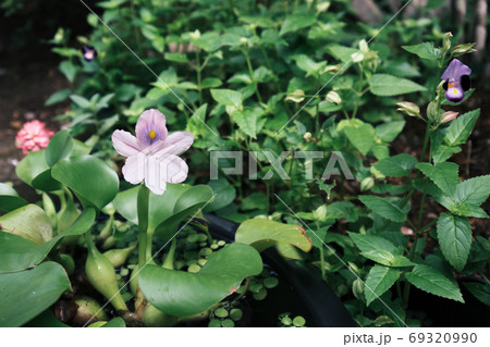 花 緑 水草 浮き草の写真素材