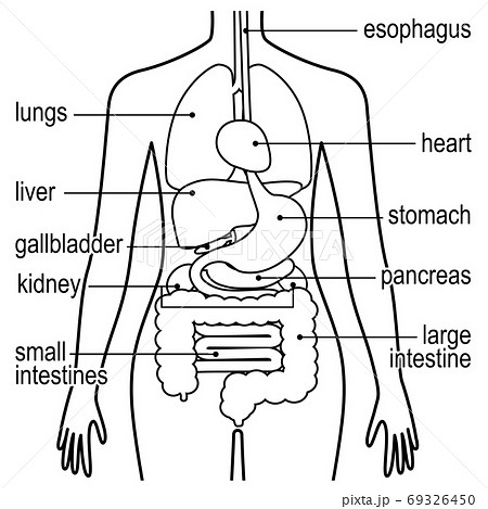 消化器官 人体 女性 内臓のイラスト素材
