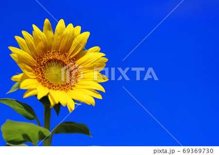 元気が出る花の写真素材 Pixta