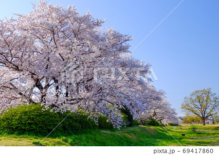 春 桜 さくら 平城宮跡の写真素材