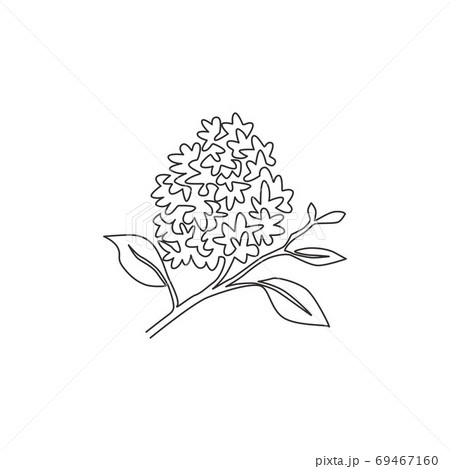 ライラックのイラスト素材