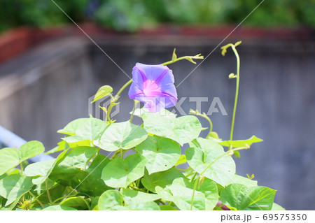 さつまいもの花の写真素材