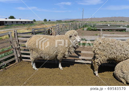 メリノ種 羊の写真素材