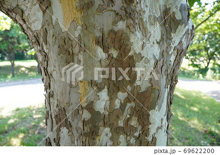 樹皮 木 プラタナス 広葉樹の写真素材