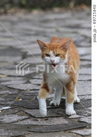 猫 ネコ 正面 歩くの写真素材