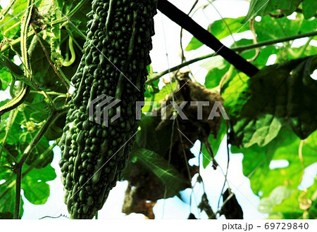 つる性野菜用の写真素材