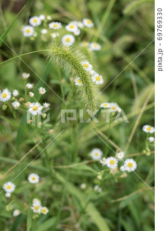 花 植物 エノコログサ 猫じゃらしの写真素材