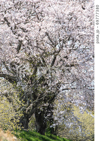 桜の幹 白い幹 美しい桜 ソメイヨシノの写真素材