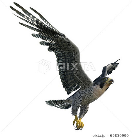 鷹のイラスト素材