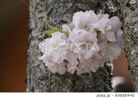 桜 ソメイヨシノ 木 樹皮 自然 幹 テクスチャ 背景の写真素材