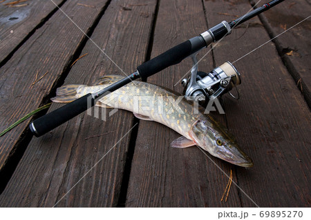 Close Up View Of Big Freshwater Pike With Fishing Bait In Mouth