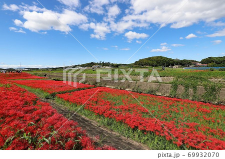 ごんぎつね 赤い花の写真素材