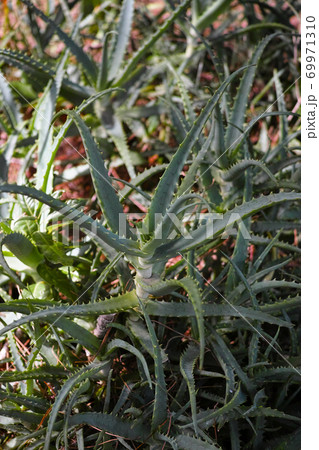 医者いらず 植物の写真素材