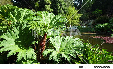 ロイヤル植物園 王立植物園 オーストラリア 植物園の写真素材