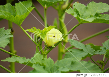 オクラの花が開花 オクラ 英語 Okra 秋葵 学名 Abelmoschus Esculentの写真素材