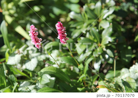 ダージリン 植物の写真素材 pixta