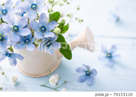 花 ブルースター アップ 水色の写真素材
