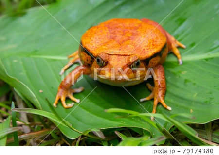 オレンジ カエルの写真素材