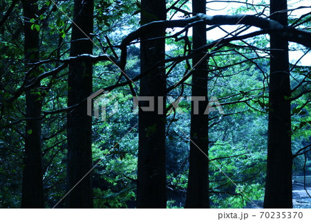 薄暗い 怖い 木 樹木の写真素材