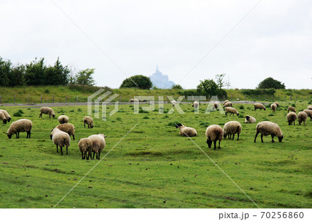 修道院 モンサンミッシェル 羊 風景の写真素材