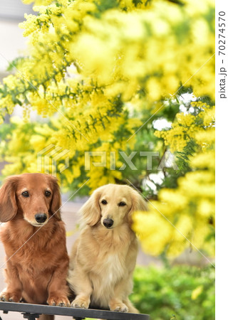 犬 花 ミモザ ミニチュアダックスの写真素材 - PIXTA