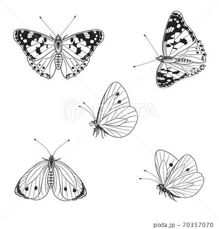花 蝶 イラスト 白黒の写真素材