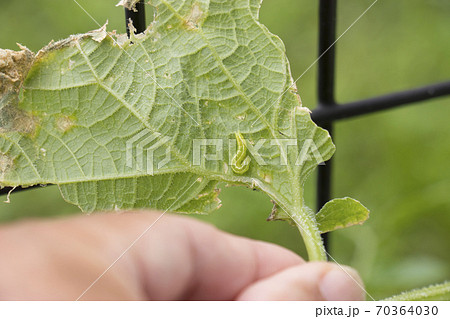ウリハムシ きゅうりの葉 害虫 きゅうりの写真素材