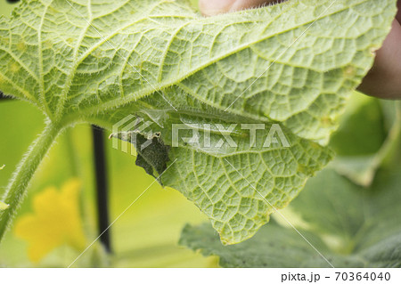 ウリハムシ きゅうりの葉 害虫 きゅうりの写真素材