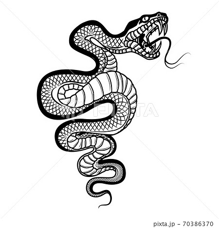 ヘビ 蛇 動物 怖いのイラスト素材