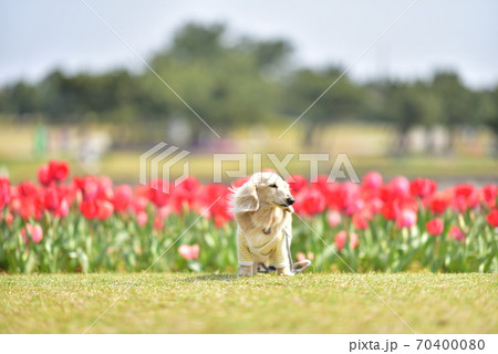 チューリップ チューリップ畑 花畑 犬の写真素材