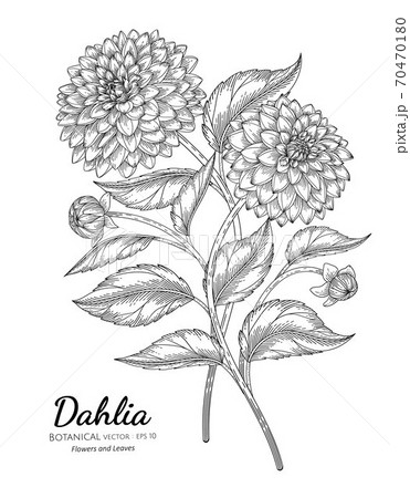 Dahliaのイラスト素材