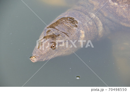 スッポン かわいいの写真素材