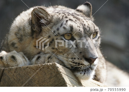 白ヒョウの写真素材