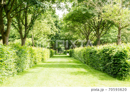 イギリス庭園の写真素材