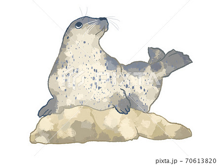 ゴマフアザラシのイラスト素材
