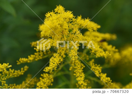 ソリダゴ 花の写真素材