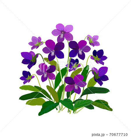 Violets Illustrations