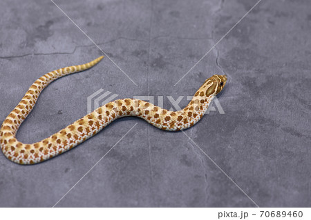 ヘビの抜け殻の写真素材