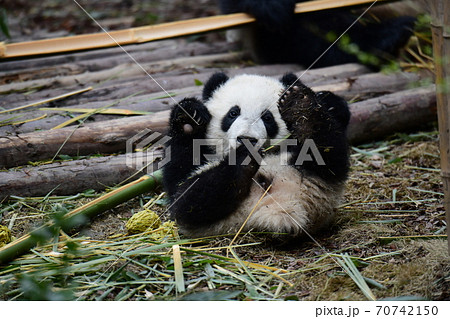 パンダ 仰向け 動物 食事の写真素材