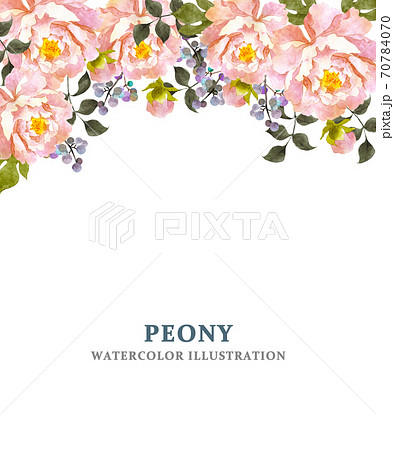 寒牡丹のイラスト素材