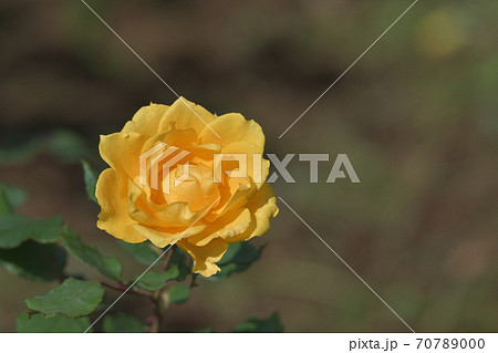 薔薇 ばら バラ 美女と野獣の写真素材