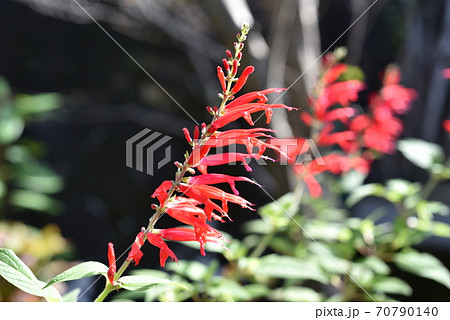 パイナップルセージ ハーブ 赤い花 植物の写真素材