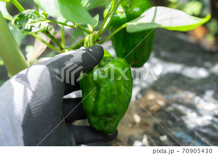ピーマン畑 栽培の写真素材