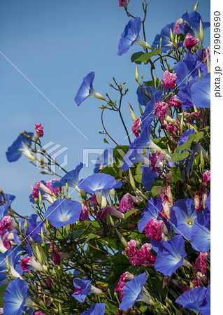 葉っぱ 壁紙 朝顔 花の写真素材