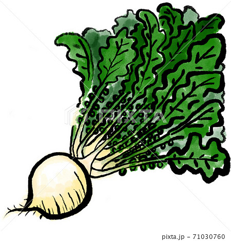 かぶのイラスト素材集 ピクスタ