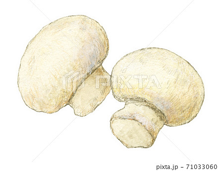 マッシュルームのイラスト素材集 ピクスタ