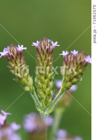 薄紫の花 雑草の写真素材