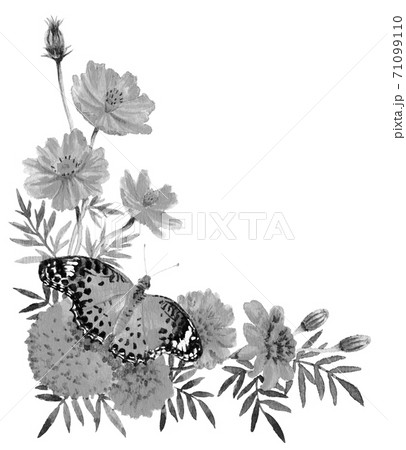 花 蝶 イラスト 白黒の写真素材